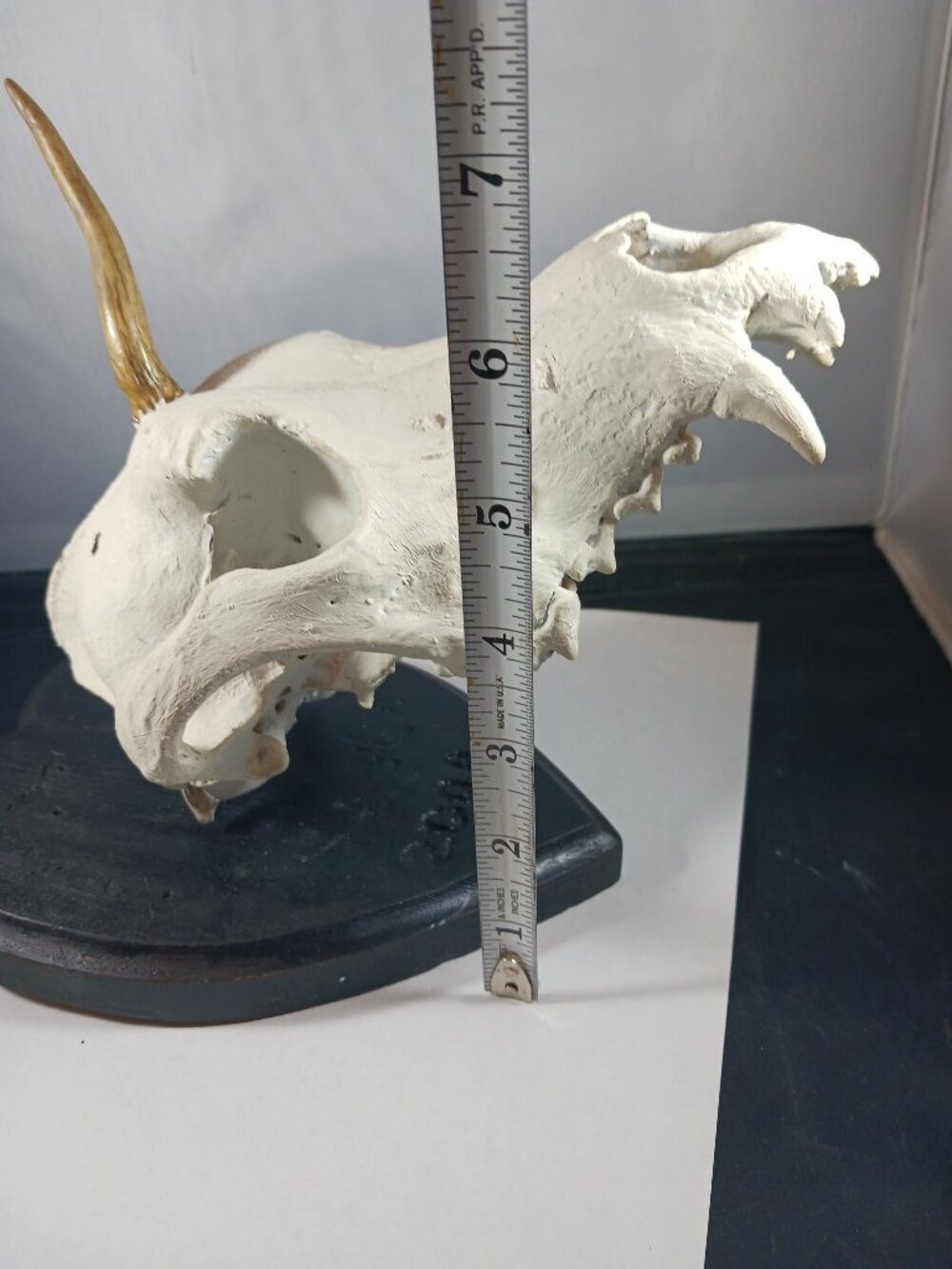 Mounted Muntjac Deer Skull - Picture 9 of 9